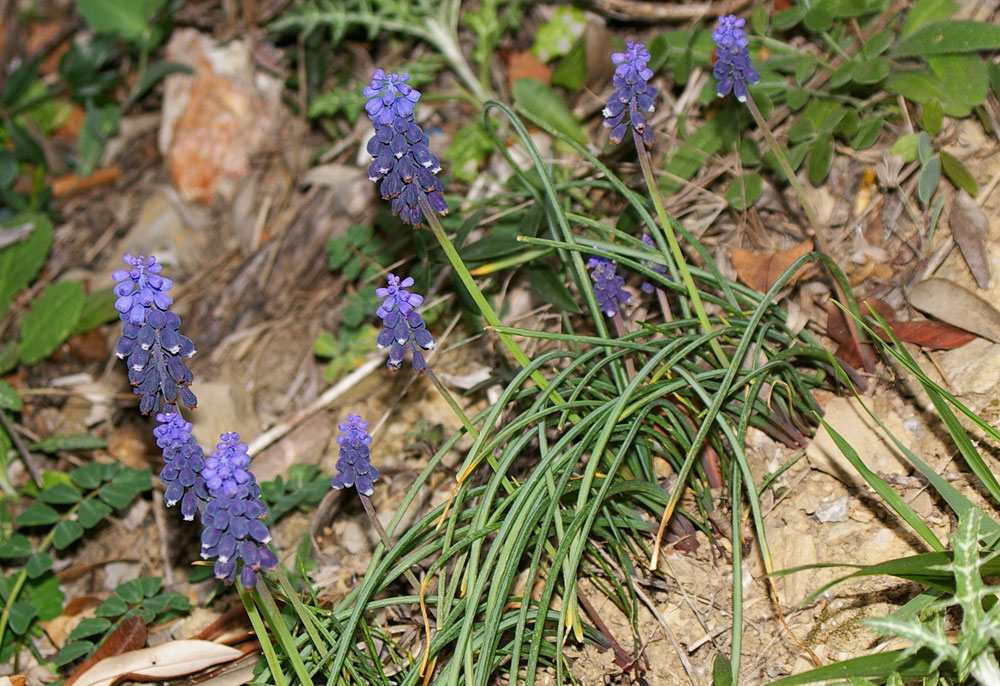 Muscari neglectum / Muscari ignorato